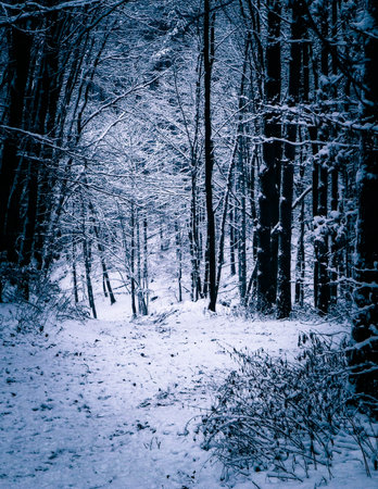 Winter forest landscape. Fresh snow on trees.の写真素材