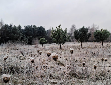 Biting frost over Kashubian meadow. Beginning of winter in northern Poland.の写真素材