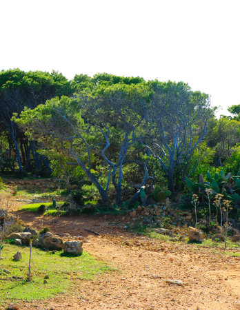 Nature 2000 area on Marfa Peninsula Malta. The only one green and forested area on this beautiful island.の写真素材