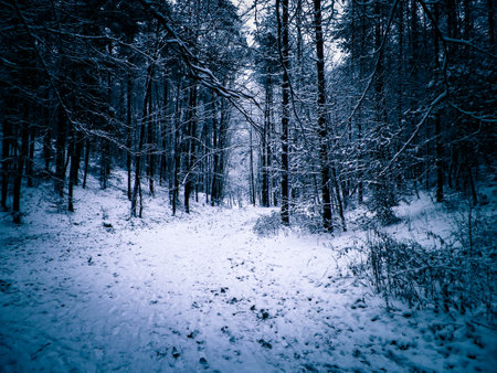 Winter forest landscape. Fresh snow on trees.の写真素材