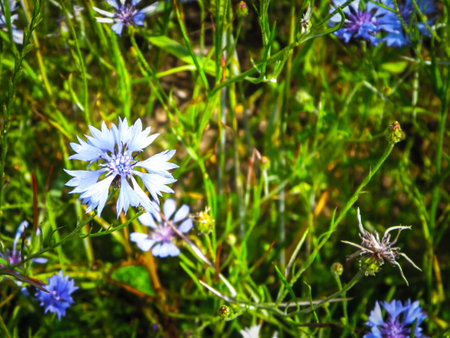 Meadow with iris flowers as nature background. Summer nature concept.