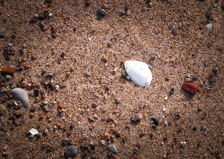 Sand, gravel and small shells on the seashore as a natural background. Copy space.