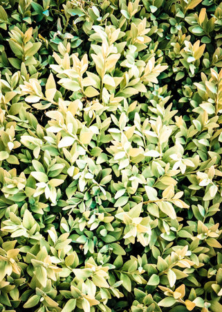 Little bush leaves as natural background. Copy space.