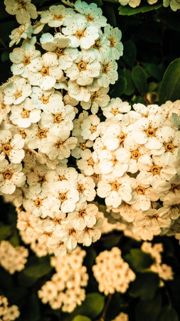 Close up of white spiraea flowers in bloom. Natural Background.