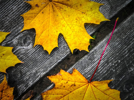 A leaf on wood as a natural background and a symbol of golden autumn. Copy space.
