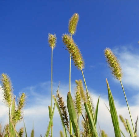 Plants reaching for the blue sky