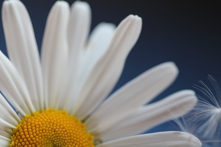 Dandelion fluff and macro chamomile flowers.の写真素材