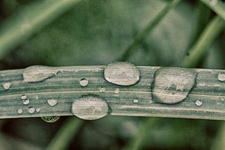 Fresh dew on a grass in springの写真素材