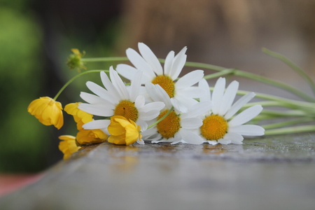 Summer or spring beautiful garden with daisy flowers.の写真素材