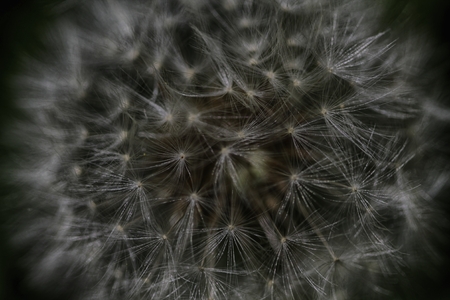 Enlarged Dandelion ( blowball ) with fluff and seeds over green.の写真素材