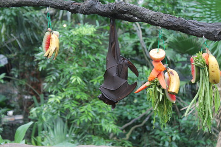 Fruitbat hanging upside down on a piece of wood on green Backgroundの写真素材