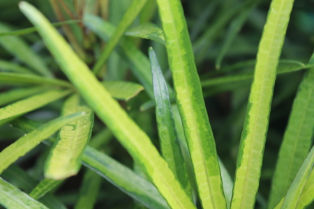 Defocused and blurred image for background of green bush