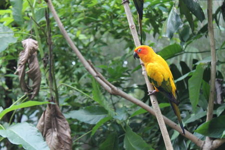Colorful yellow parrot, Sun Conure (Aratinga solstitialis), standing on the branch, breast profile