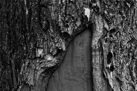 Monochrome Dry tree bark texture background in autumn seasonの写真素材