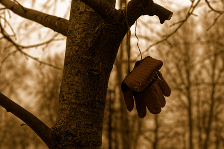 Lost glove on a branch of tree in public park, sepia imageの写真素材