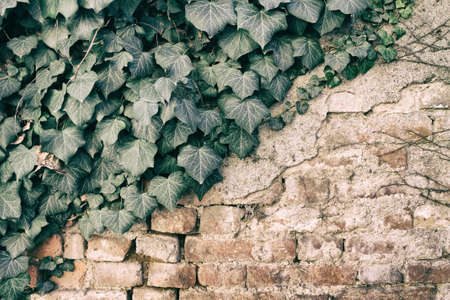 Brick wall stone background - texture for continuous rocksの写真素材