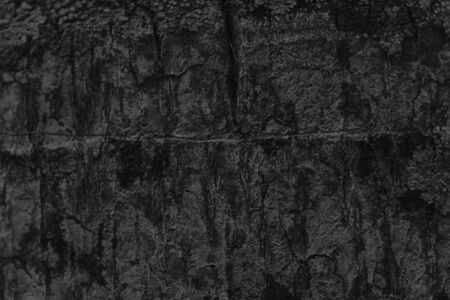 Monochrome Palm tree bark texture Wooden background for web site and mobile devices.の写真素材