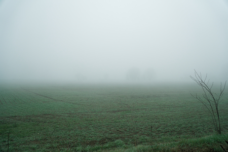Landscape of dense fog in the field and silhouette of trees in warm winter.の写真素材