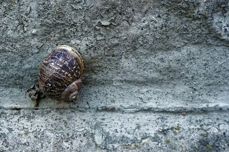 Snail on a rough cement wall, animal background.の写真素材