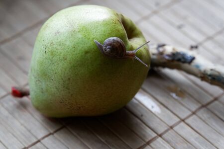 Snail sitting on green pear and tree trunk and crawls to broccoli, wooden bamboo backdrop, close-up animal background.の写真素材