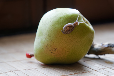 Snail sitting on green pear and tree trunk and crawls to broccoli, wooden bamboo backdrop, close-up animal background.の写真素材