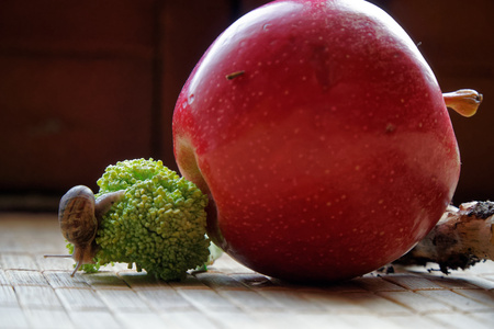 Snail sitting on red apple and tree trunk and go to green broccoli, wooden bamboo backdrop, close-up animal background.の写真素材