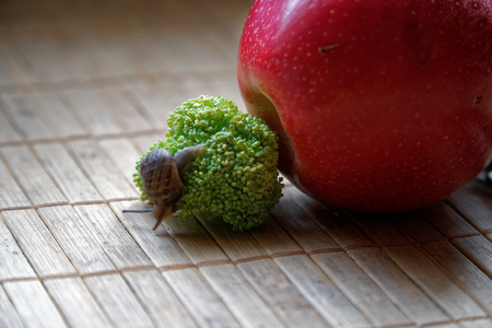 Snail sitting on red apple and tree trunk and go to green broccoli, wooden bamboo backdrop, close-up animal background.の写真素材