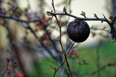 Beautiful little red flower in the flower garden on top of the mountain in winter season, Italy. The beautiful famous place to visit during winter season.の写真素材