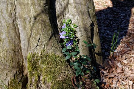 Tree trunk with violet flowers in the forest, fresh weather in spring day.の写真素材