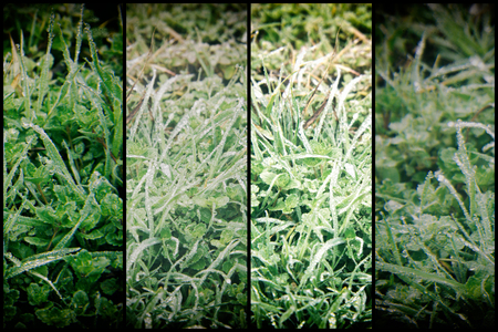 Water drops on fresh green grass background. Green grass background.の写真素材