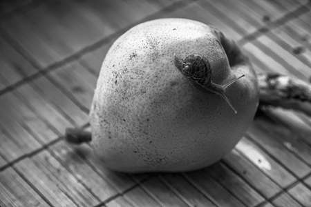 Snail sitting on green pear close-up animal backgroundの写真素材