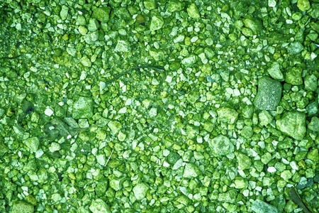 Ultra green Pebble surface, stone texture or rock backdrop, ground background.の写真素材