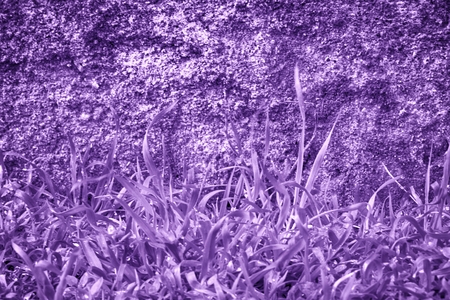 Ultra purple Concrete cement wall with moss, stone texture, rock surface.の写真素材