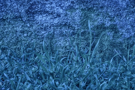 Ultra blue Concrete cement wall with moss, stone texture, rock surface.