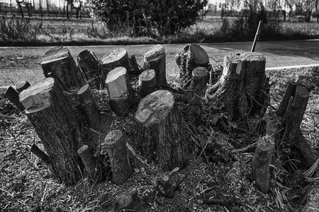 Freshly cut wooden stumps on public park, deadwood clean.