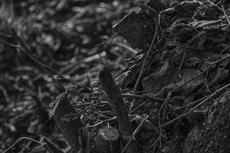Freshly cut wooden stumps on public park, deadwood clean.の写真素材
