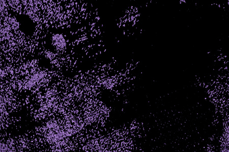 Grunge Ultra purple Plaster concrete texture, stone surface, rock cracked background for postcard.