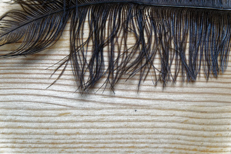 Close-up decorative feather for decorate background or postcard.の写真素材
