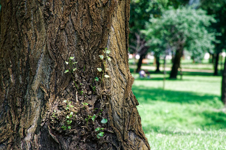 Public park with lawn bench and green tree, place for relaxation