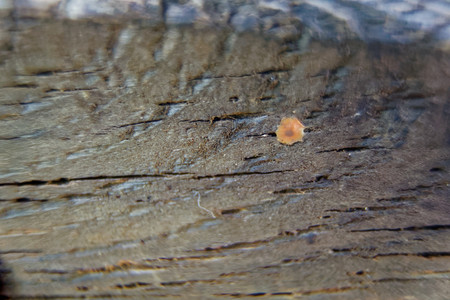 Close-up wooden texture, surface or background, design sample.