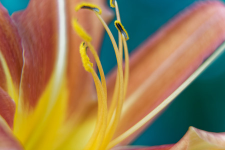 Spring peruvian lily flowers in sunny day, postcard mockup, nature backgroundの写真素材