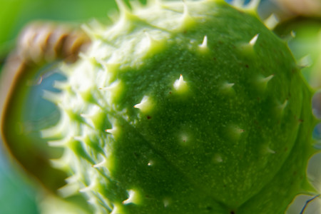 Green chestnut on tree branch swaying in the wind.の写真素材