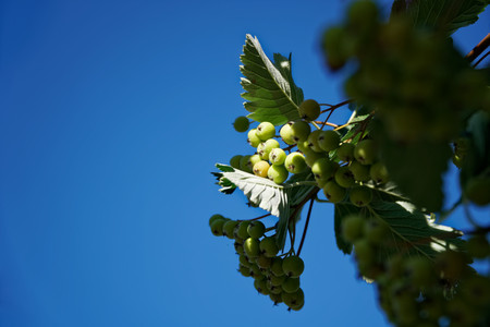 Close-up green guelder or viburnum swaying in the wind