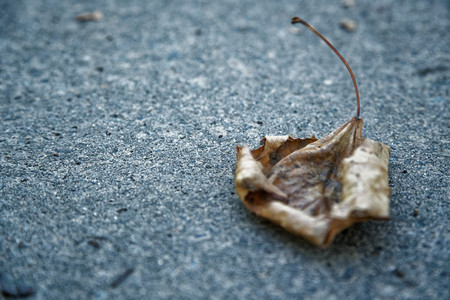 Dry leaf lies on grey asphalt, loneliness idea.の写真素材