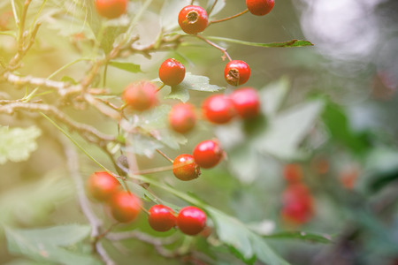 Forest berry on the bush branch on autumnの写真素材