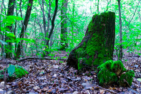 Moss on tree roots, branch and log in a green forest or moss on tree trunk. Tree bark with green moss. Selective focusの写真素材