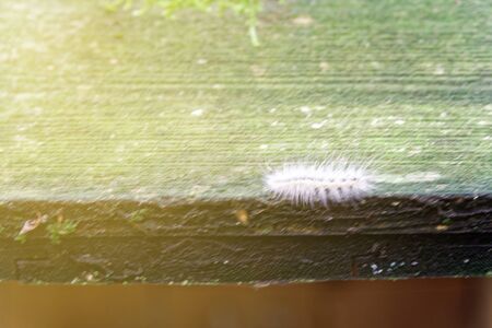 Caterpillar crawling on wooden plank, escape from the wildnessの写真素材