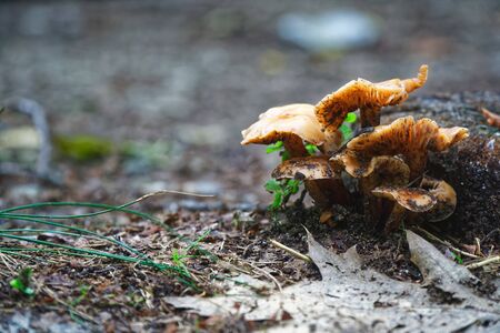 Mushroom among the autumn foliage and old leaves in forest, fall landscapeの写真素材