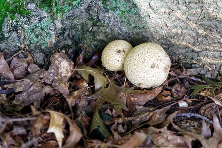 Mushroom among the autumn foliage and old leaves in forest, fall landscapeの写真素材