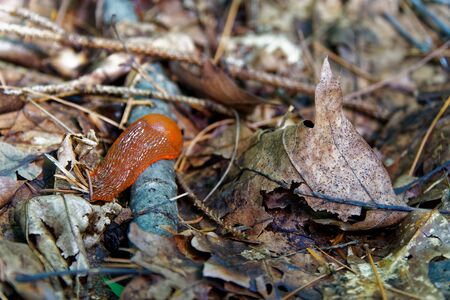 Snail without home, Arion ater - type of slugs from the family of Arionidae. Slug on a leaf. Greean forest on the backgroundの写真素材